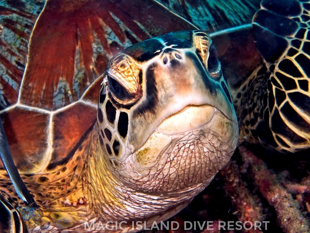 Magic Island Dive Resort Moalboal Bagian luar foto