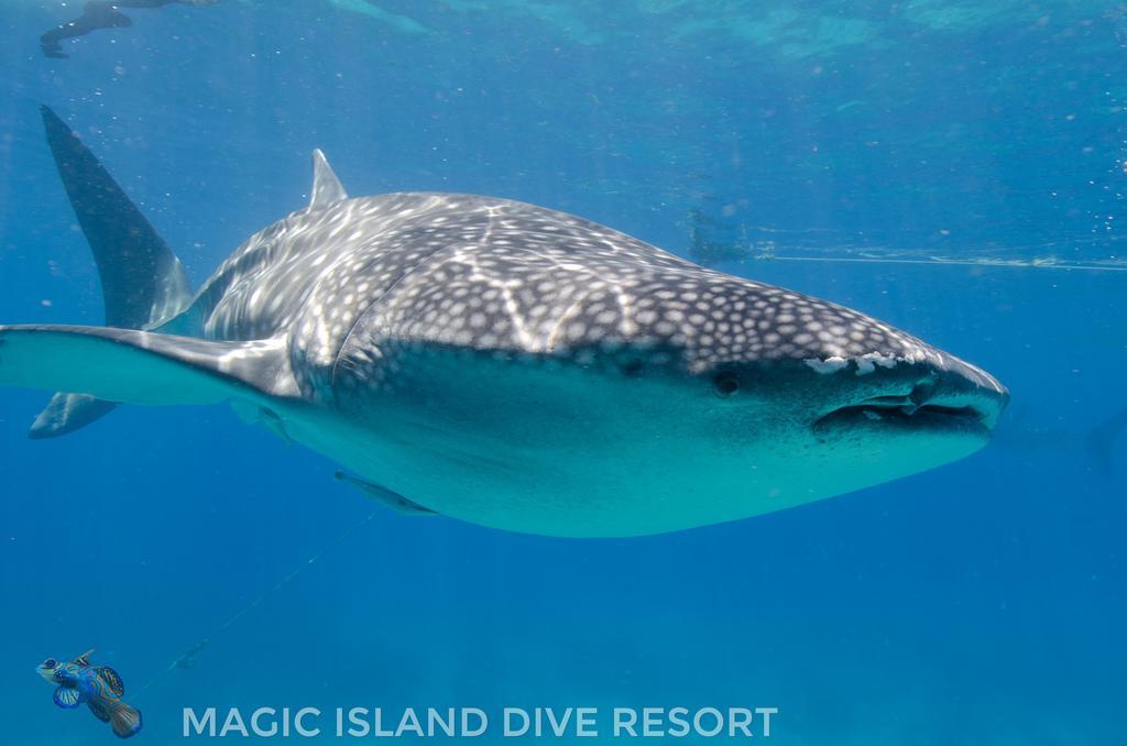 Magic Island Dive Resort Moalboal Bagian luar foto