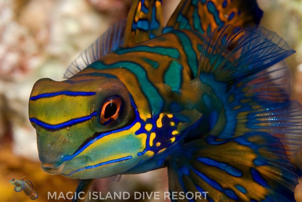 Magic Island Dive Resort Moalboal Bagian luar foto